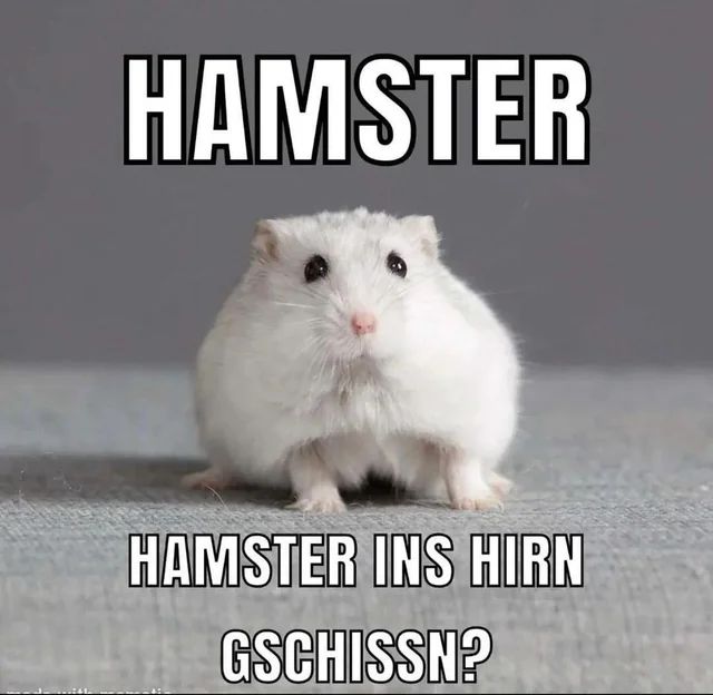 HAMSTER
HAMSTER INS HIRN
GSCHISSN?