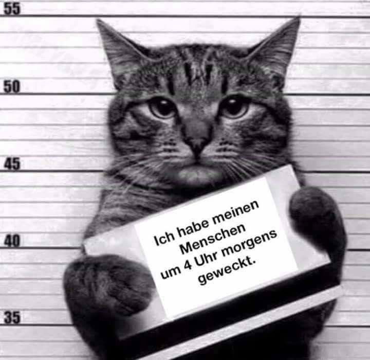 Eine Katze hält ein Schild, auf dem steht: "Ich habe meinen Menschen um 4 Uhr morgens geweckt." Die Katze ist wie in einer Verbrecherkartei vor einem Messlattenhintergrund fotografiert.