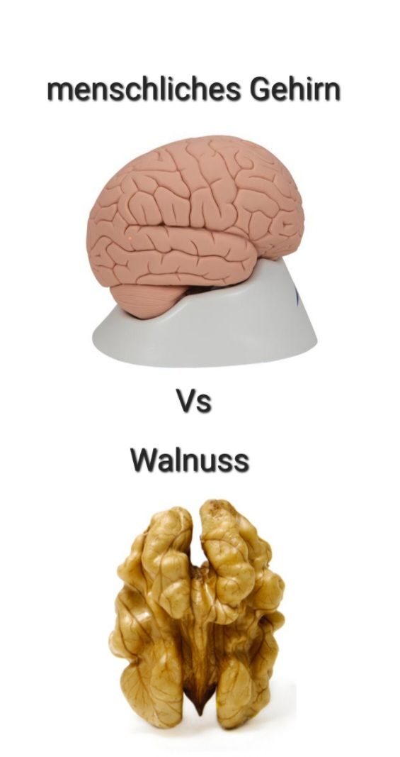 menschliches Gehirn
Vs
Walnuss