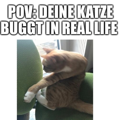 POV: DEINE KATZE
BUGGT IN REAL LIFE