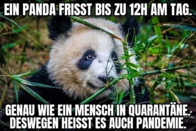 EIN PANDA FRISST BIS ZU 12H AM TAG.
GENAU WIE EIN MENSCH IN QUARANTÄNE.
DESWEGEN HEISST ES AUCH PANDEMIE.