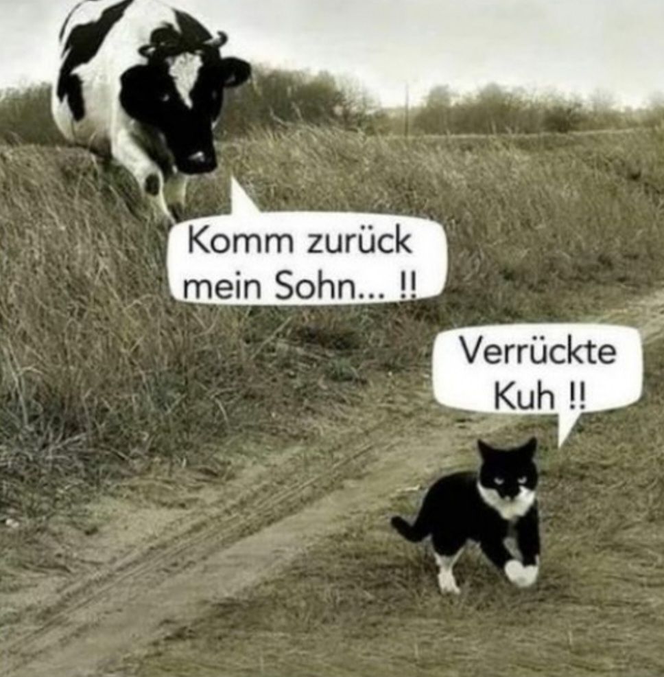 Komm zurück
mein Sohn...!!
Verrückte
Kuh !!