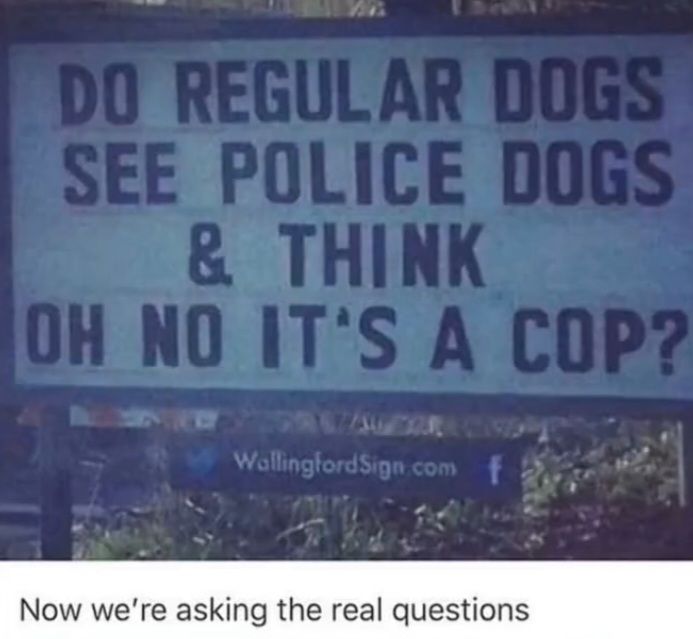 DO REGULAR DOGS
SEE POLICE DOGS
& THINK
OH NO IT'S A COP?
WallingfordSign.com f
Now we're asking the real questions