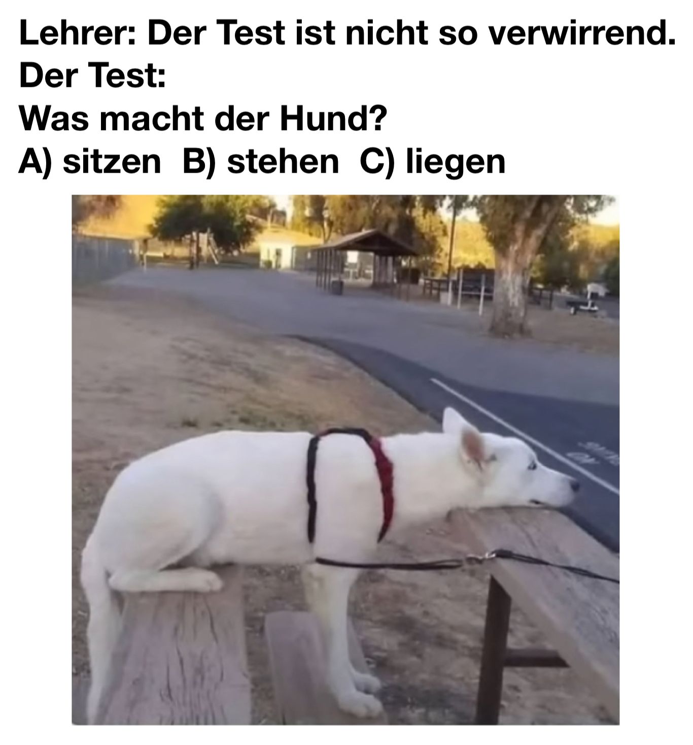 Lehrer: Der Test ist nicht so verwirrend.
Der Test:
Was macht der Hund?
A) sitzen B) stehen C) liegen