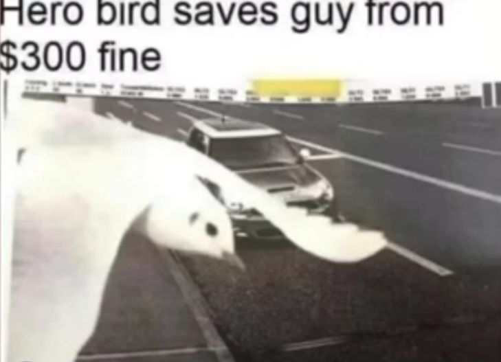 Hero bird saves guy from
$300 fine