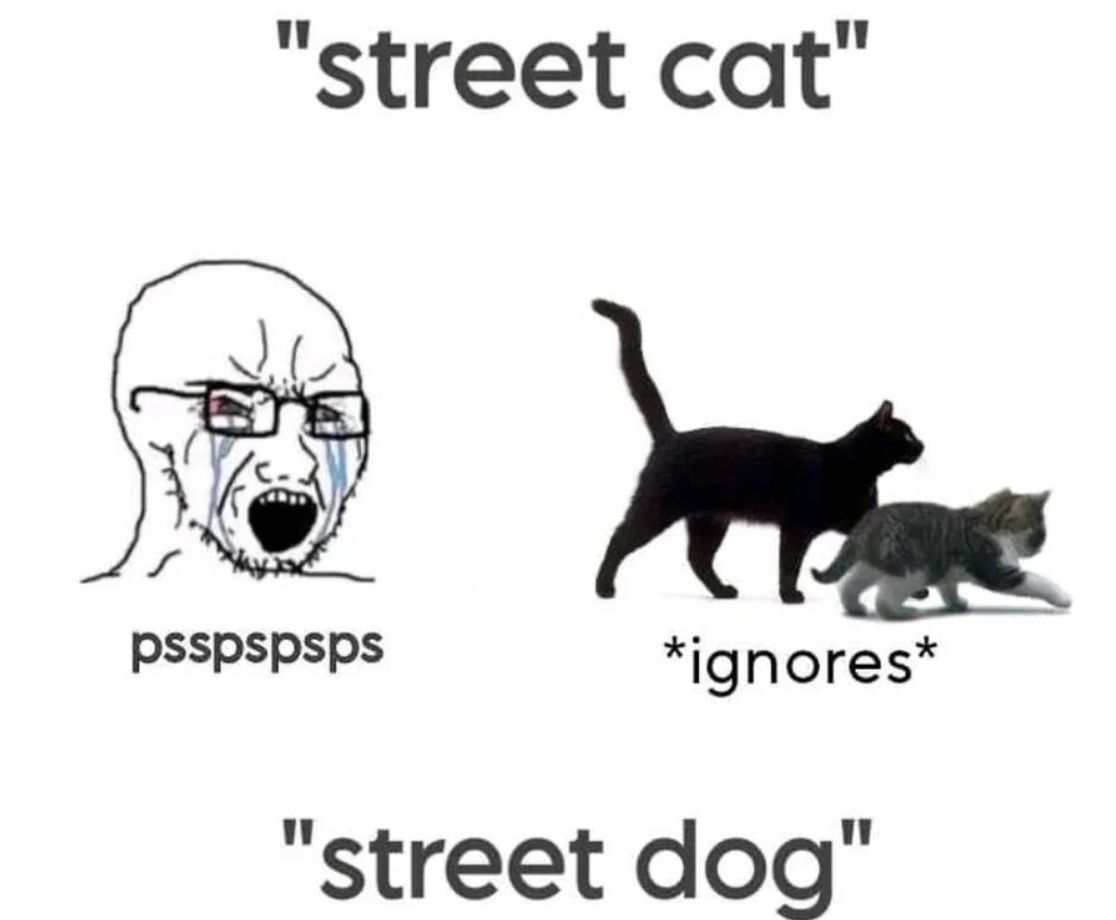 "street cat"
psspspsps
*ignores*
"street dog"