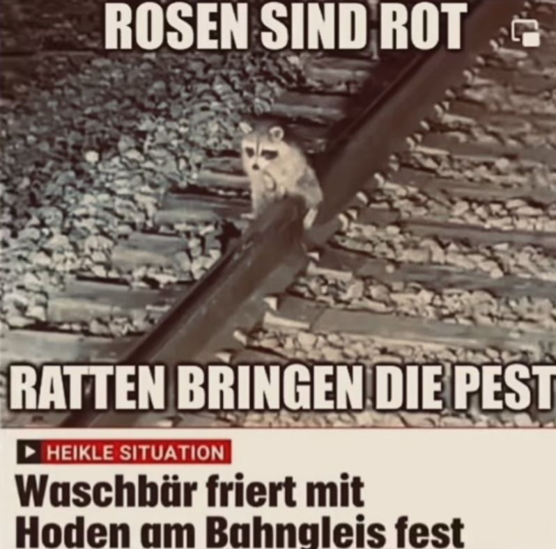 ROSEN SIND ROTG
RATTEN BRINGEN DIE PEST
HEIKLE SITUATION
Waschbär friert mit
Hoden am Bahngleis fest