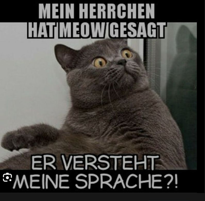 MEIN HERRCHEN
HAT MEOWIGESAGT
ER VERSTEHT
MEINE SPRACHE?!