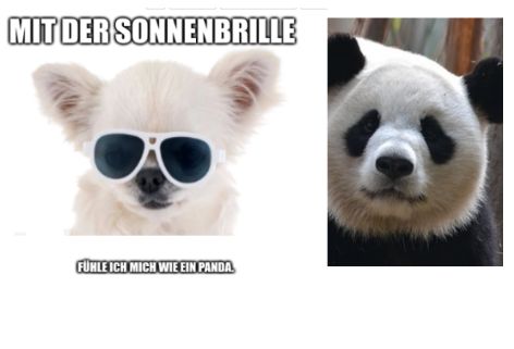 MIT DER SONNENBRILLE
FÜHLE ICH MICH WIE EIN PANDA