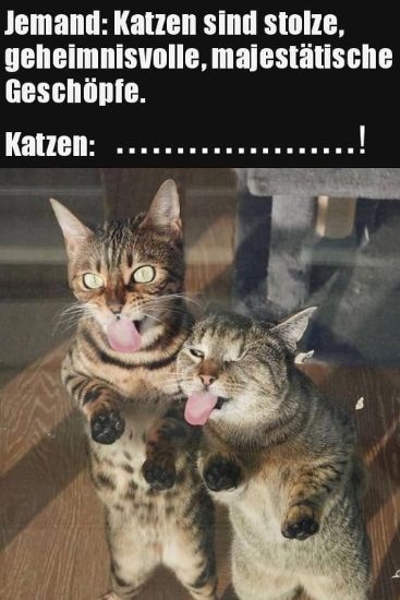 Jemand: Katzen sind stolze,
geheimnisvolle, majestätische
Geschöpfe.
Katzen: