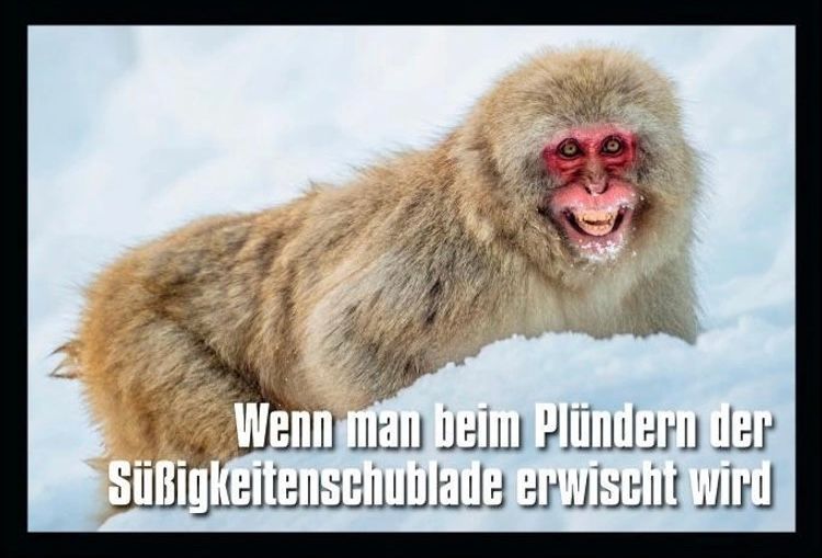 Ein Affe mit rotem Gesicht und grinsendem Mund im Schnee. Der Text sagt: "Wenn man beim Plündern der Süßigkeitenschublade erwischt wird."