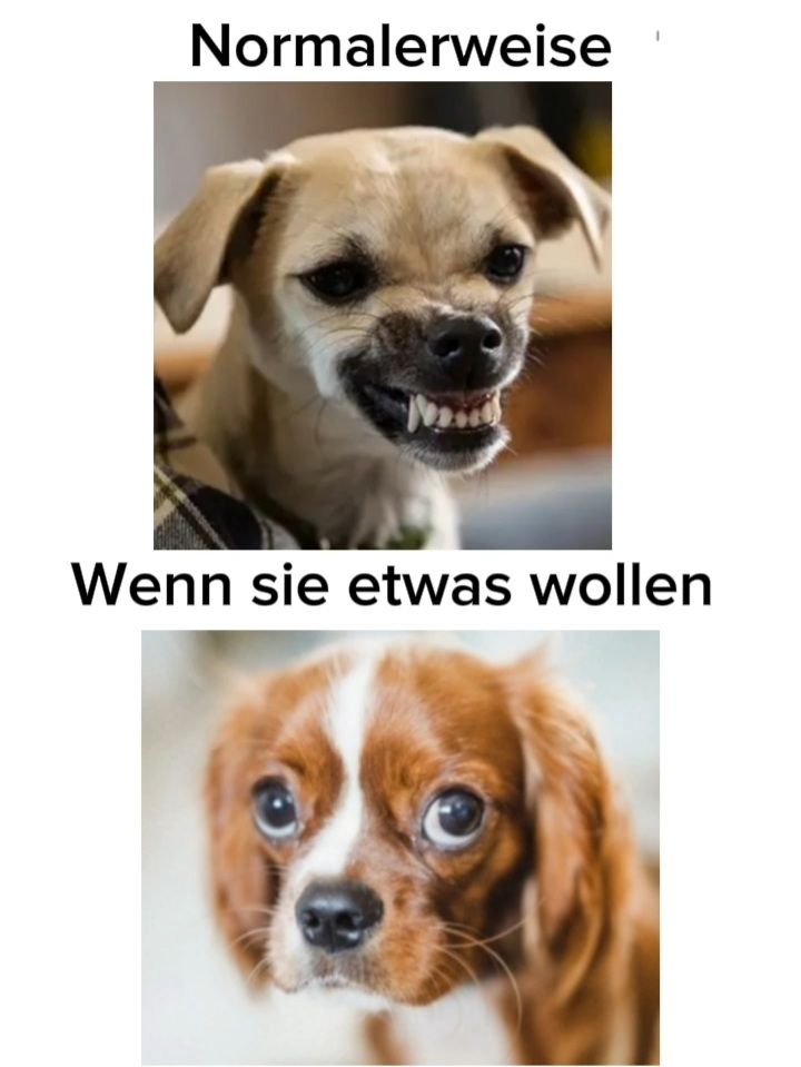 Normalerweise
Wenn sie etwas wollen