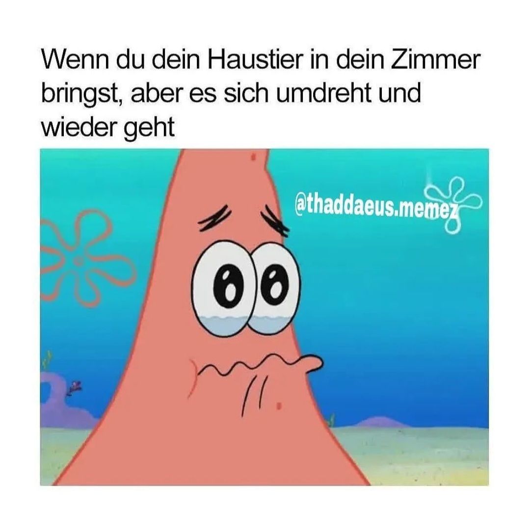 Wenn du dein Haustier in dein Zimmer
bringst, aber es sich umdreht und
wieder geht
00
@thaddaeus.memez