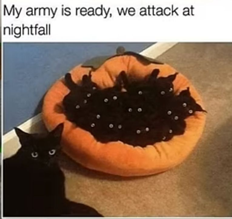 My army is ready, we attack at
nightfall