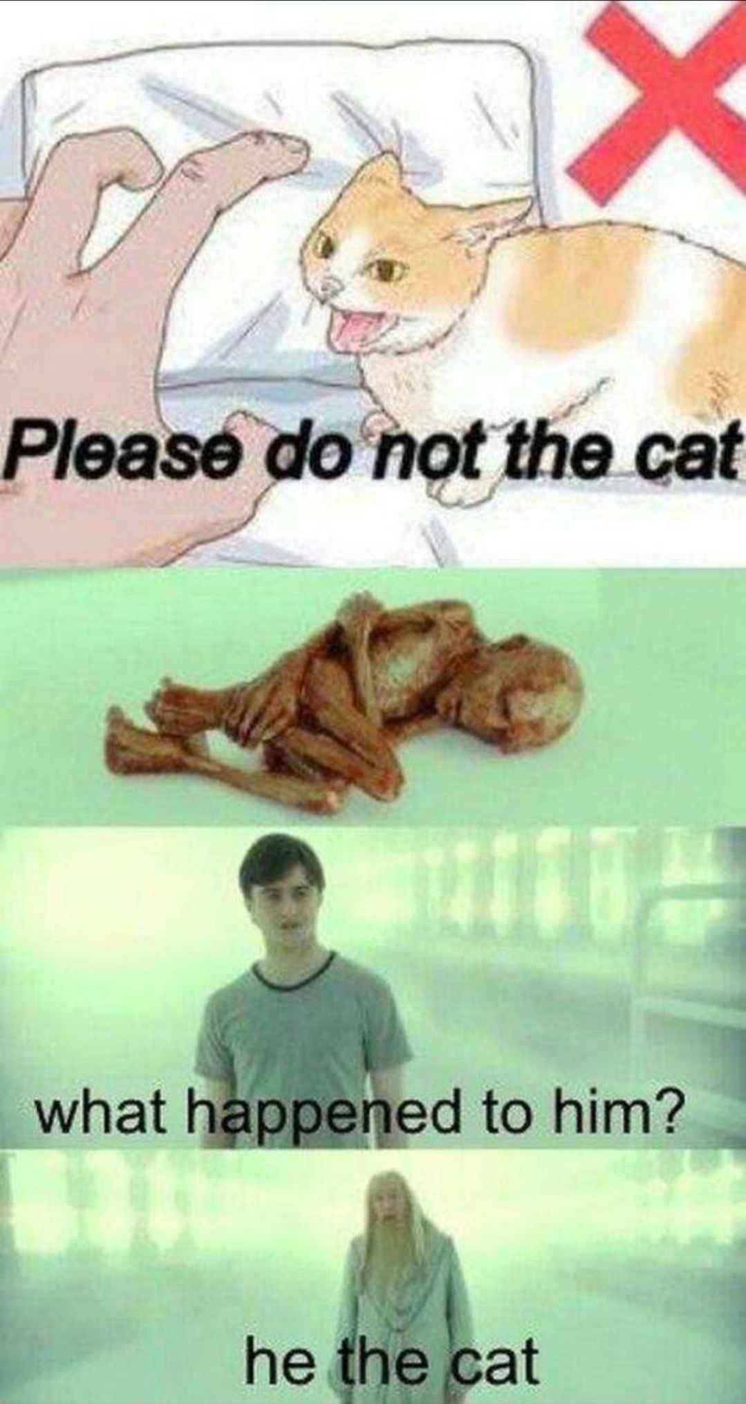 Please do not the cat
what happened to him?
he the cat