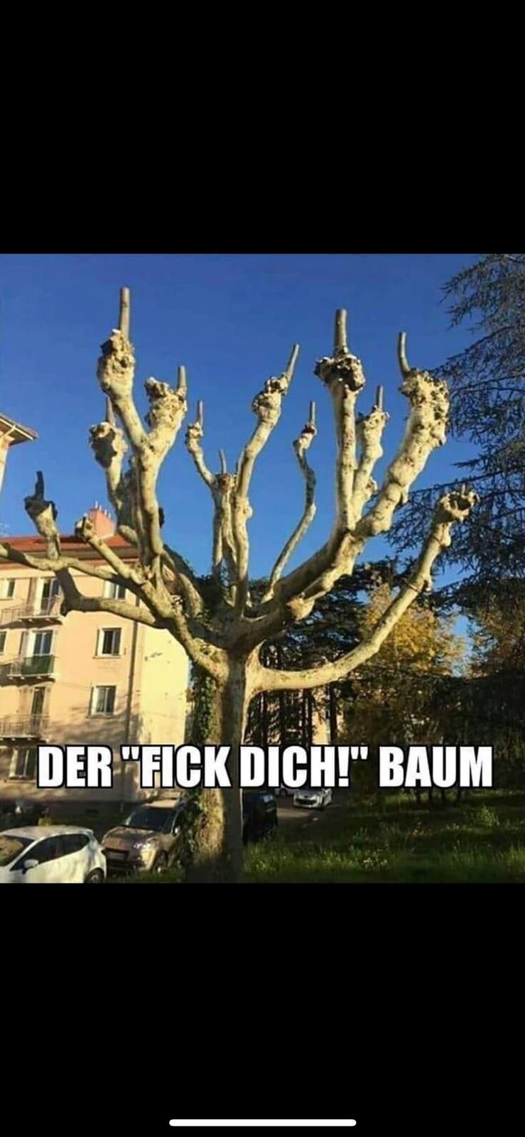 DER "FICK DICH!" BAUM