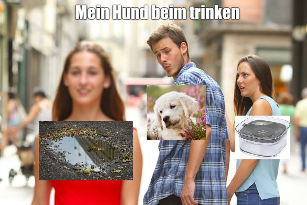 Mein Hund beim trinken