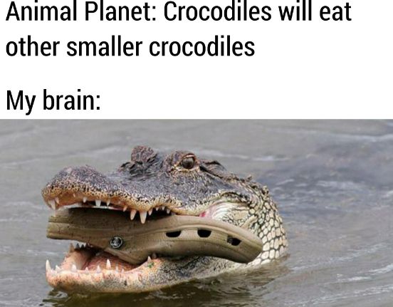 Animal Planet: Crocodiles will eat
other smaller crocodiles
My brain: