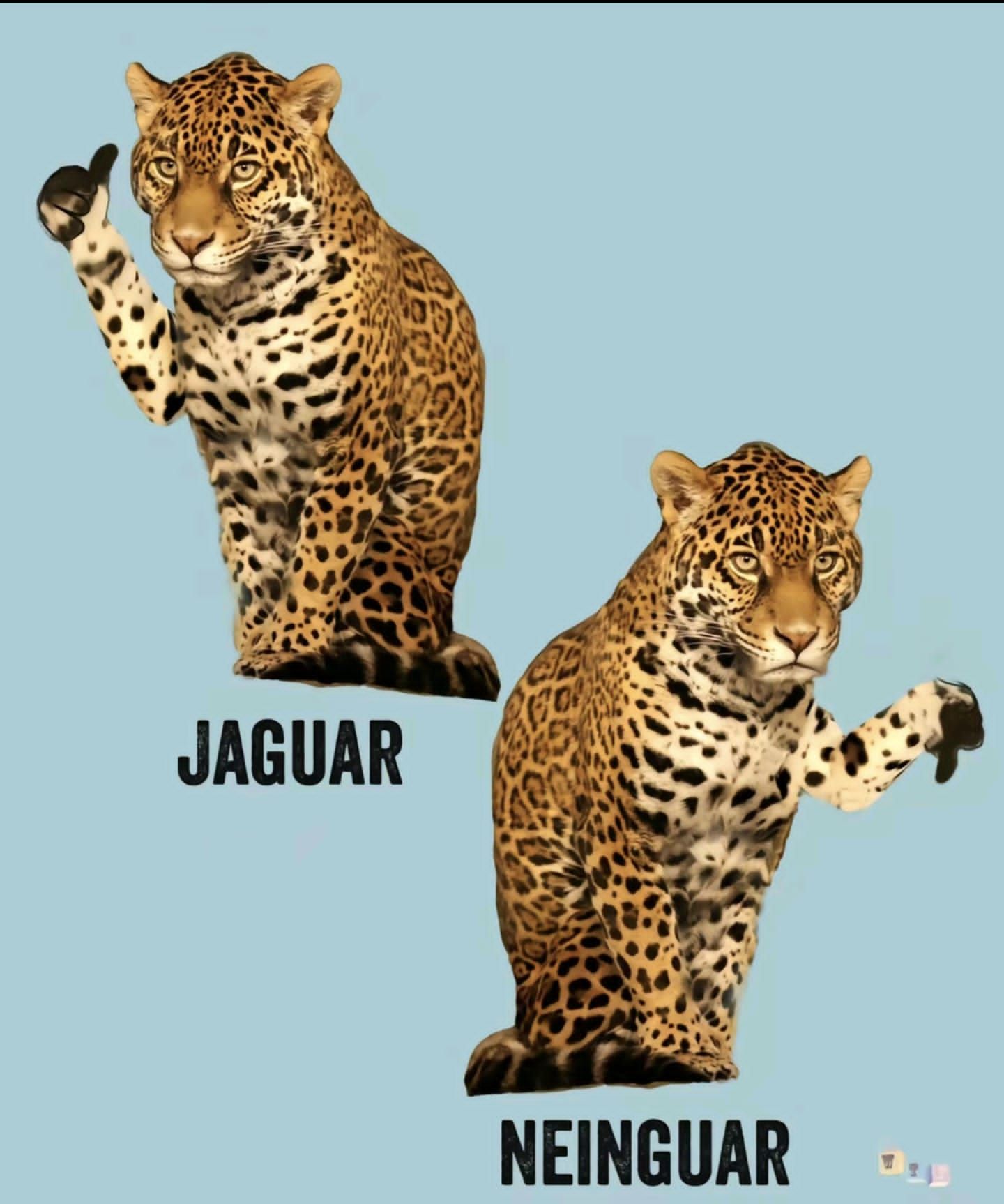 JAGUAR
NEINGUAR