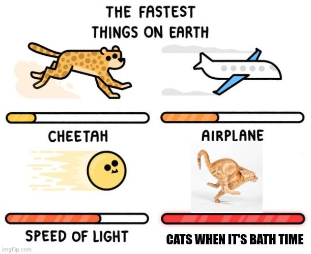 THE FASTEST
THINGS ON EARTH
CHEETAH
AIRPLANE
SPEED OF LIGHT
CATS WHEN IT'S BATH TIME
