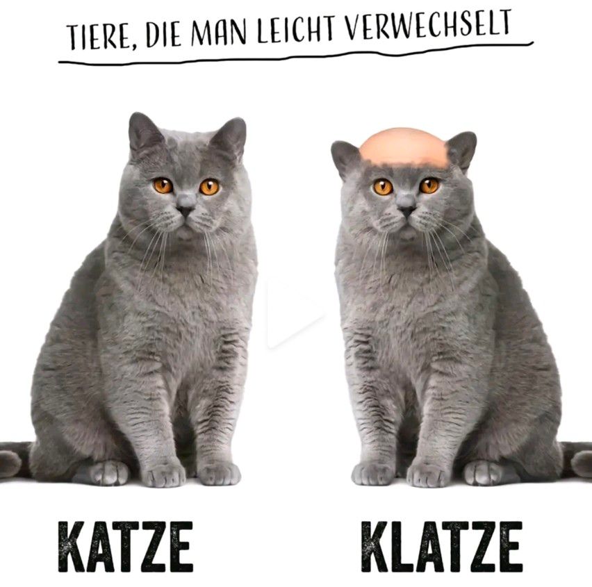 TIERE, DIE MAN LEICHT VERWECHSELT
KATZE
KLATZE