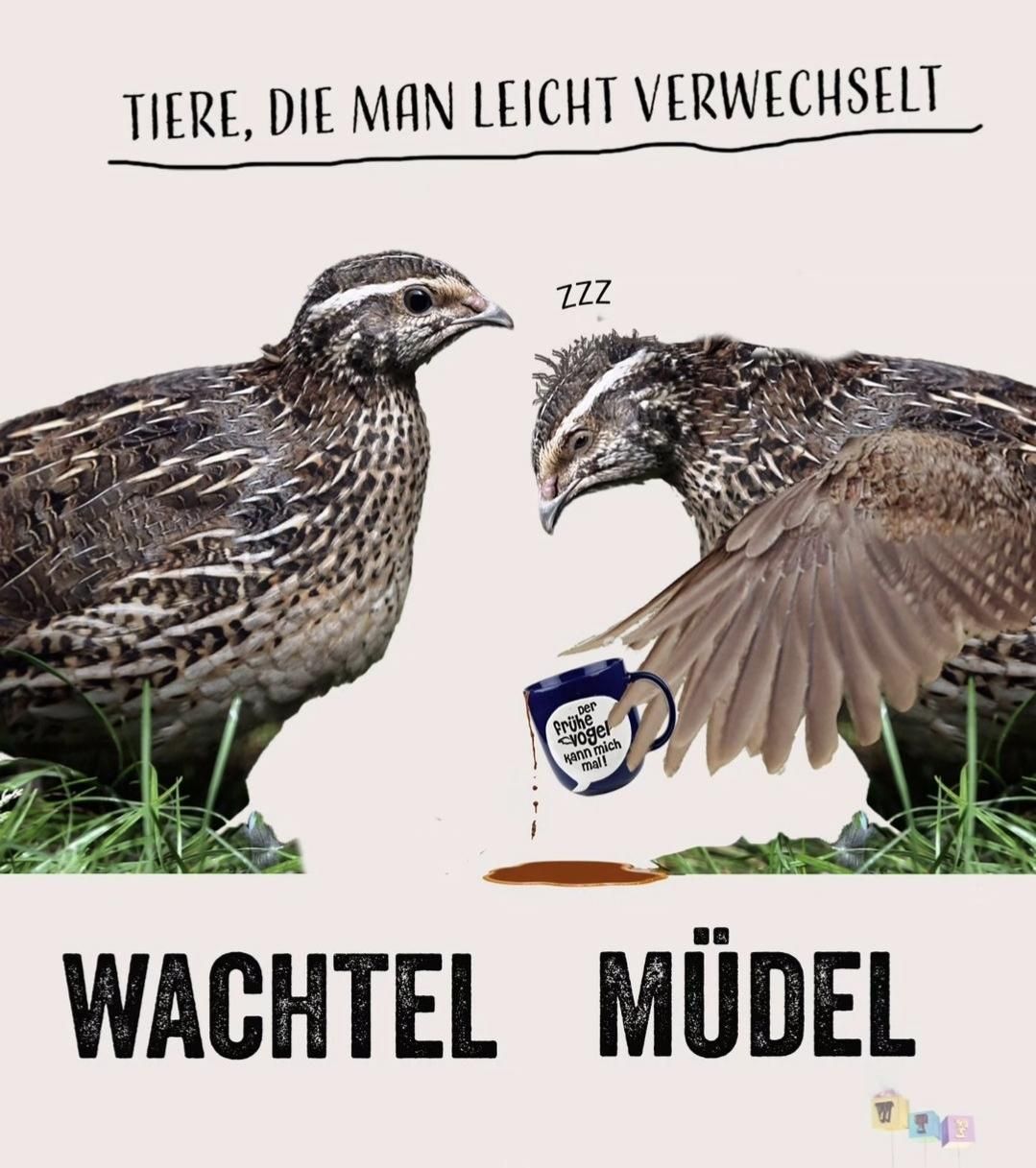 TIERE, DIE MAN LEICHT VERWECHSELT
ZZZ
Der
Frühe
Vogel
kann mich
mal!
WACHTEL MÜDEL