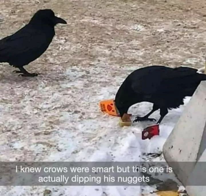 I knew crows were smart but this one is
actually dipping his nuggets