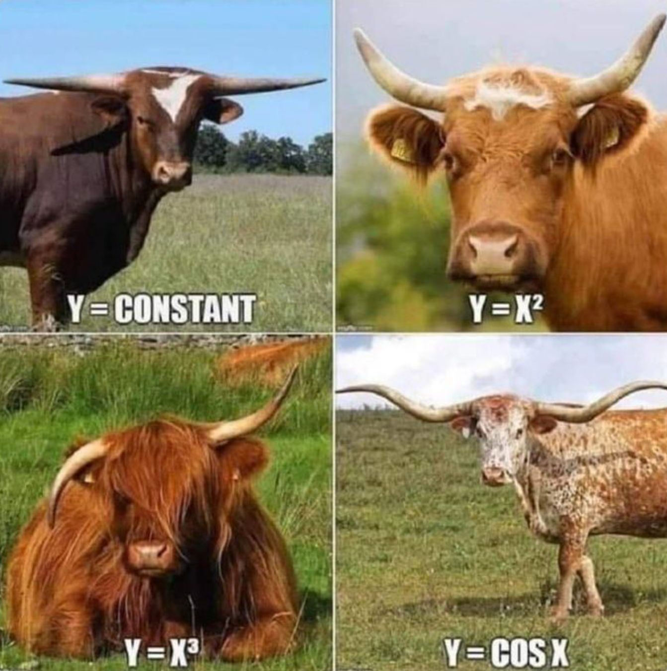 Y=CONSTANT
Y = X2
Y=X³
Y = COS X