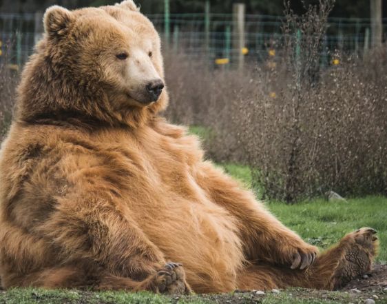 Ein brauner Bär sitzt auf dem Boden. Der Text lautet: "HOW I FEEL LIKE ON MONDAYS".