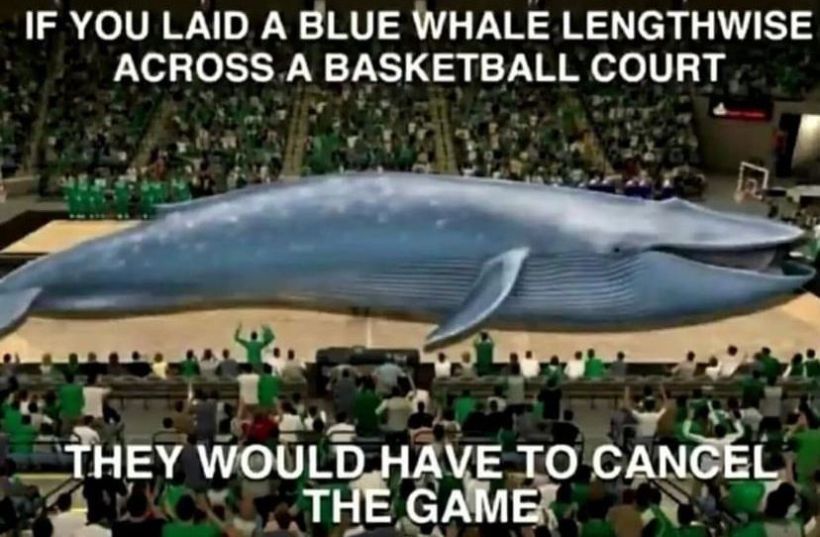 IF YOU LAID A BLUE WHALE LENGTHWISE
ACROSS A BASKETBALL COURT
THEY WOULD HAVE TO CANCEL
THE GAME