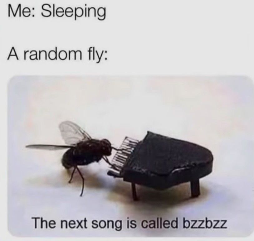 Me: Sleeping
A random fly:
The next song is called bzzbzz