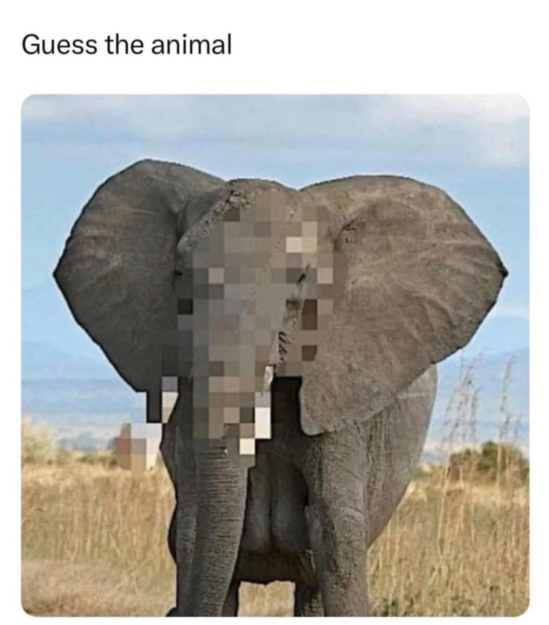 Guess the animal