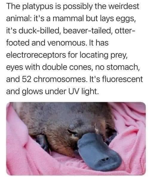 The platypus is possibly the weirdest
animal: it's a mammal but lays eggs,
it's duck-billed, beaver-tailed, otter-
footed and venomous. It has
electroreceptors for locating prey,
eyes with double cones, no stomach,
and 52 chromosomes. It's fluorescent
and glows under UV light.