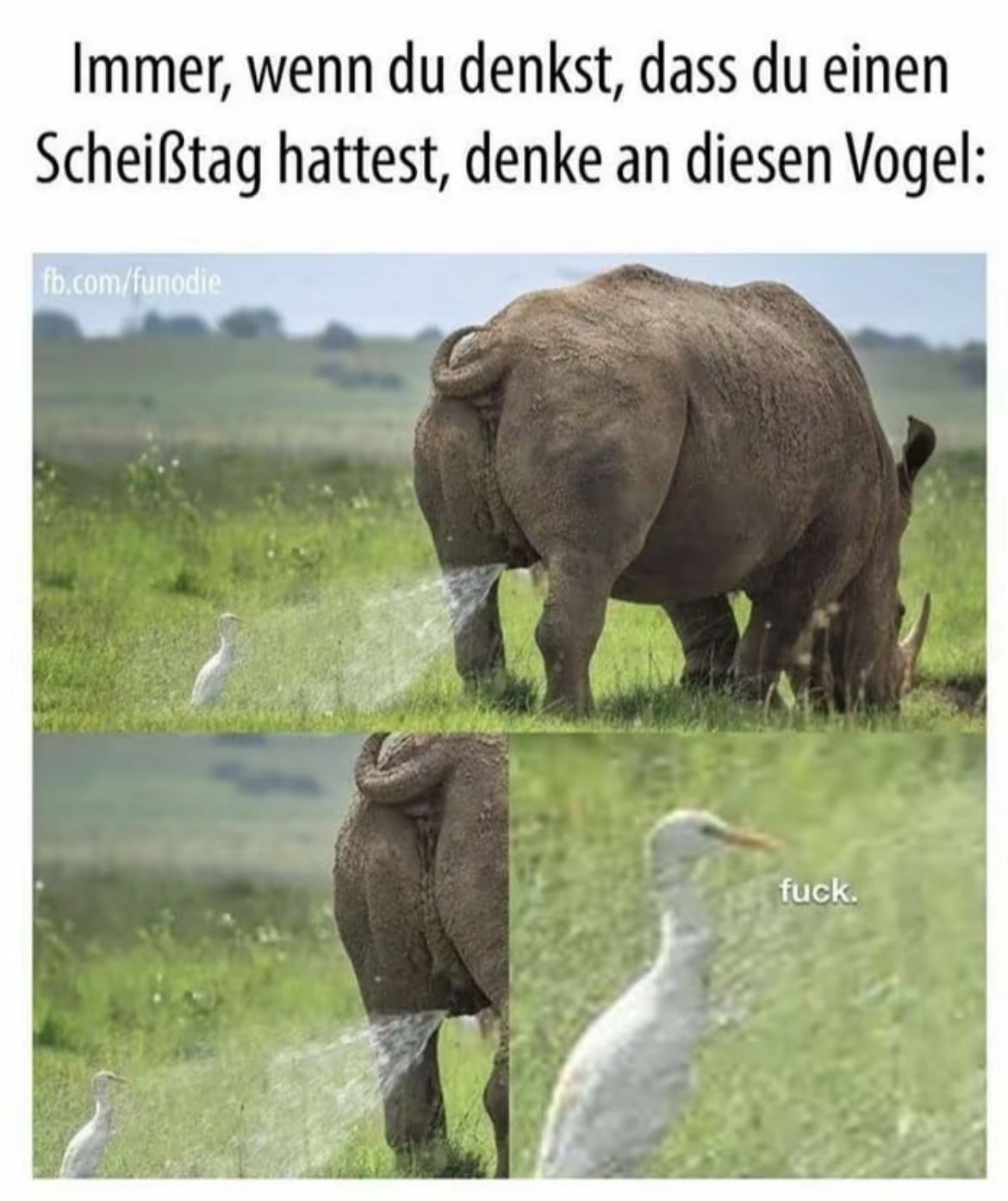 Immer, wenn du denkst, dass du einen
Scheißtag hattest, denke an diesen Vogel:
fb.com/funodie
fuck.