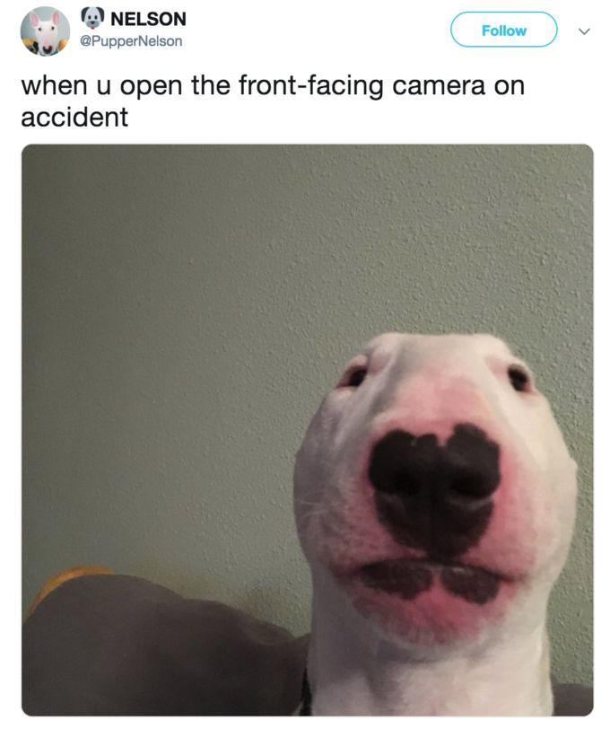 NELSON
@PupperNelson
Follow
when u open the front-facing camera on
accident