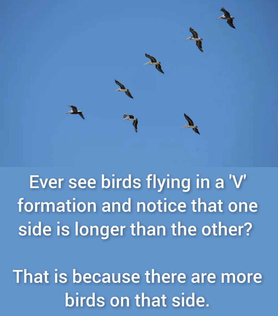 Ever see birds flying in a 'V'
formation and notice that one
side is longer than the other?
That is because there are more
birds on that side.