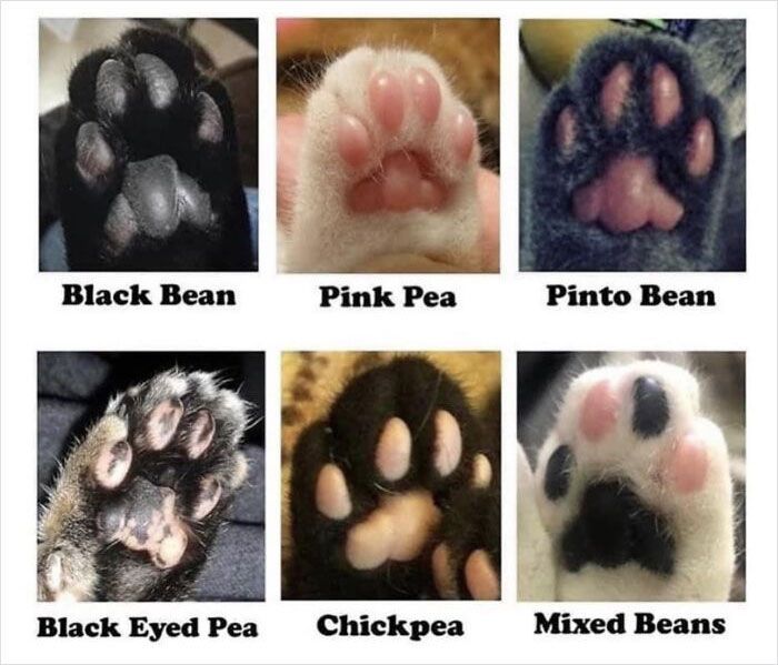 Black Bean
Pink Pea
Pinto Bean
Black Eyed Pea Chickpea
Mixed Beans