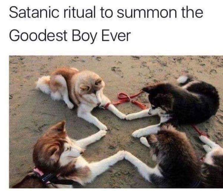 Satanic ritual to summon the
Goodest Boy Ever