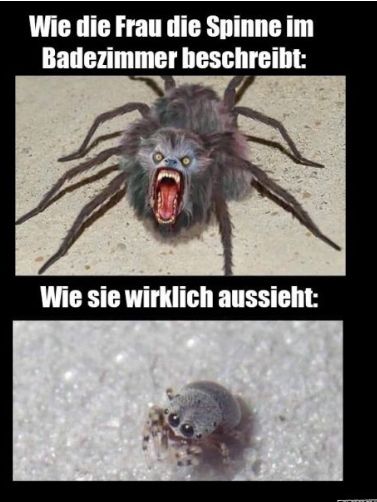 Wie die Frau die Spinne im
Badezimmer beschreibt:
Wie sie wirklich aussieht: