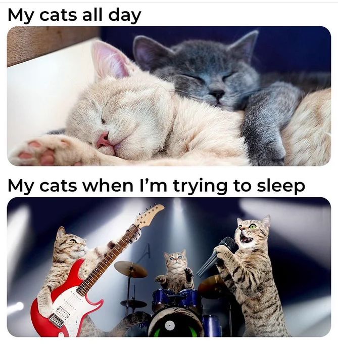 My cats all day
My cats when I'm trying to sleep