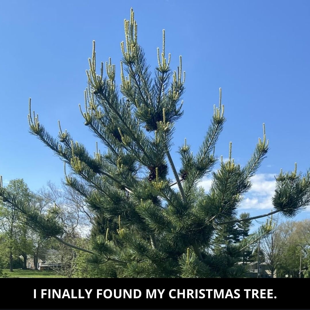 I FINALLY FOUND MY CHRISTMAS TREE.