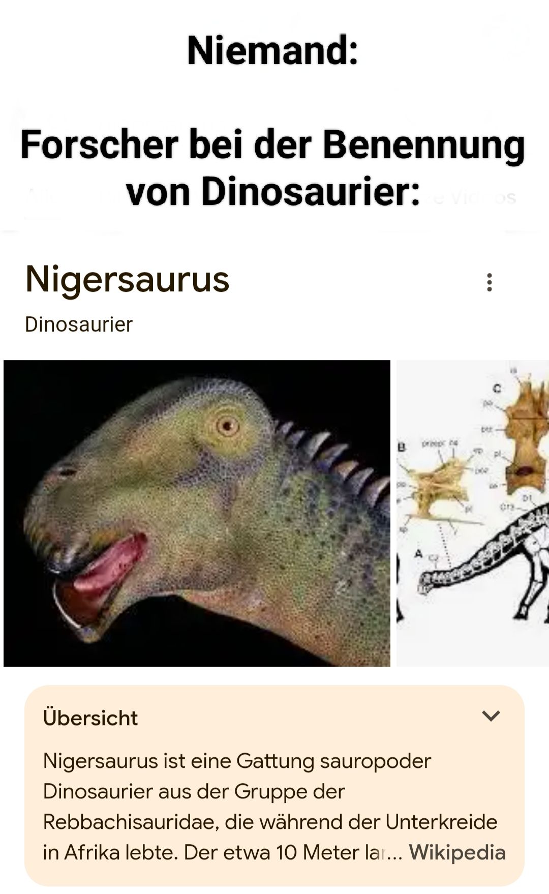 Das Bild zeigt einen Text über die Benennung von Dinosauriern, insbesondere des Nigersaurus. Der Text lautet: "Niemand: Forscher bei der Benennung von Dinosaurier: Nigersaurus Dinosaurier Übersicht Nigersaurus ist eine Gattung sauropoder Dinosaurier aus der Gruppe der Rebbachisauridae, die während der Unterkreide in Afrika lebte. Der etwa 10 Meter lange...". Es gibt auch ein Bild eines Dinosauriers und eine schematische Darstellung eines Skelett.