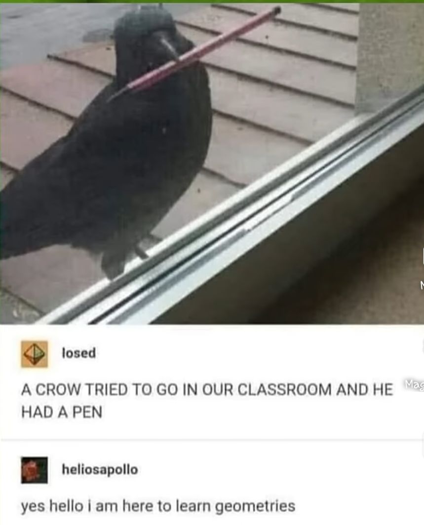 Ein Foto zeigt eine schwarze Krähe, die auf einem Fensterbrett sitzt und einen Stift im Schnabel hält. Darunter steht "losed: A crow tried to go in our classroom and he had a pen" und "heliosapollo: yes hello i am here to learn geometries".