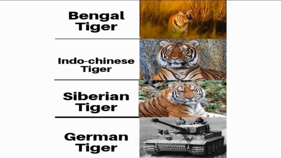 Das Bild zeigt vier verschiedene Tigerarten mit jeweils einem zugehörigen Bild. Die erste Zeile zeigt einen "Bengal Tiger" mit einem Bild eines bengalischen Tigers in freier Wildbahn. Die zweite Zeile zeigt einen "Indo-chinese Tiger" mit einem Bild eines indochinesischen Tigers. Die dritte Zeile zeigt einen "Siberian Tiger" mit einem Bild eines sibirischen Tigers. Die vierte Zeile zeigt einen "German Tiger" mit einem Bild eines deutschen Panzers vom Typ Tiger.