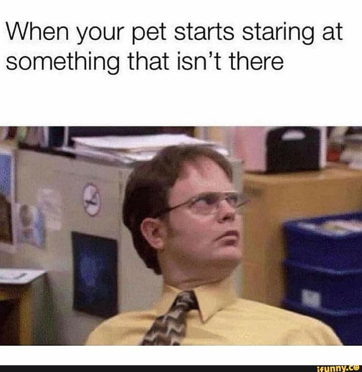 Ein Foto von Dwight Schrute aus der Serie "The Office", der mit hochgezogenen Augenbrauen und leicht geneigtem Kopf nach oben schaut. Der Text über ihm lautet: "When your pet starts staring at something that isn't there."