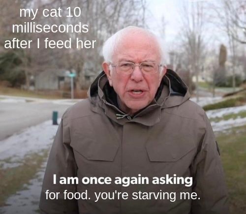 Ein Bild von Bernie Sanders, wie er in einem Video spricht. Der Text lautet: "Meine Katze, 10 Millisekunden nachdem ich sie gefüttert habe: Ich bitte wieder einmal um Futter. Du lässt mich verhungern."