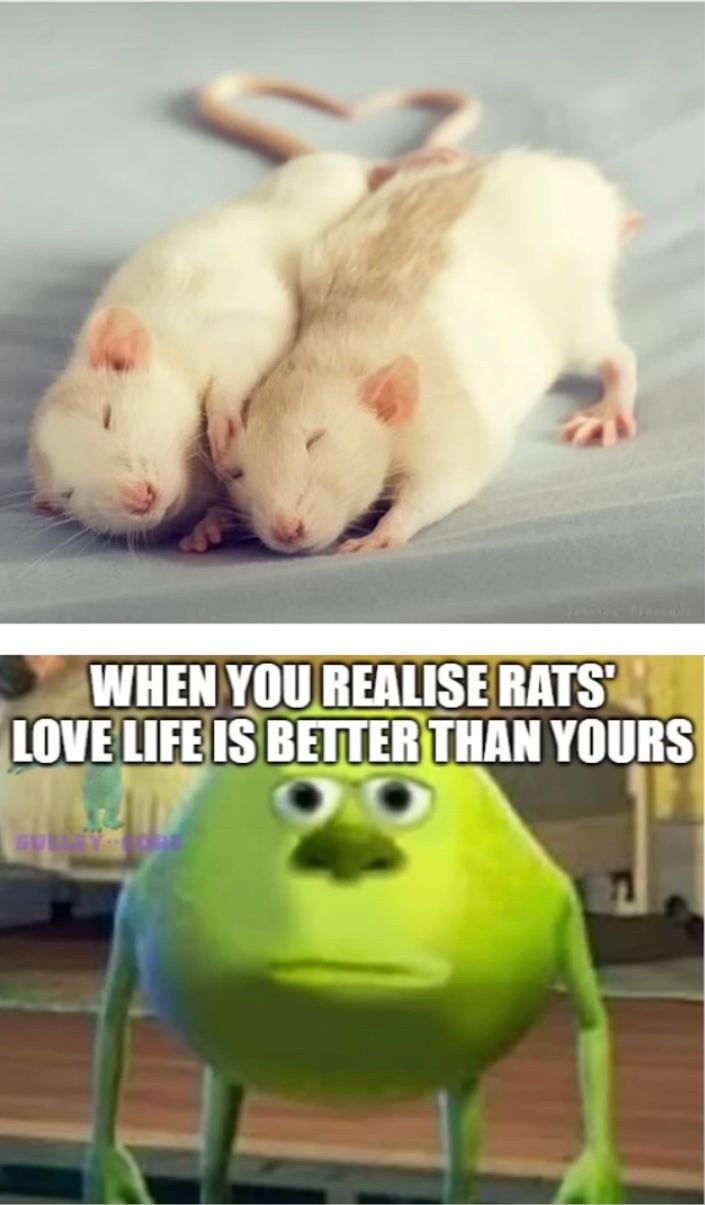 Ein Bild mit zwei weißen Ratten, die aneinander gekuschelt liegen und deren Schwänze ein Herz formen. Darunter ist ein Bild von Mike Glotzkowski mit einem traurigen Gesichtsausdruck. Der Text lautet: "WHEN YOU REALIZE RATS' LOVE LIFE IS BETTER THAN YOURS".