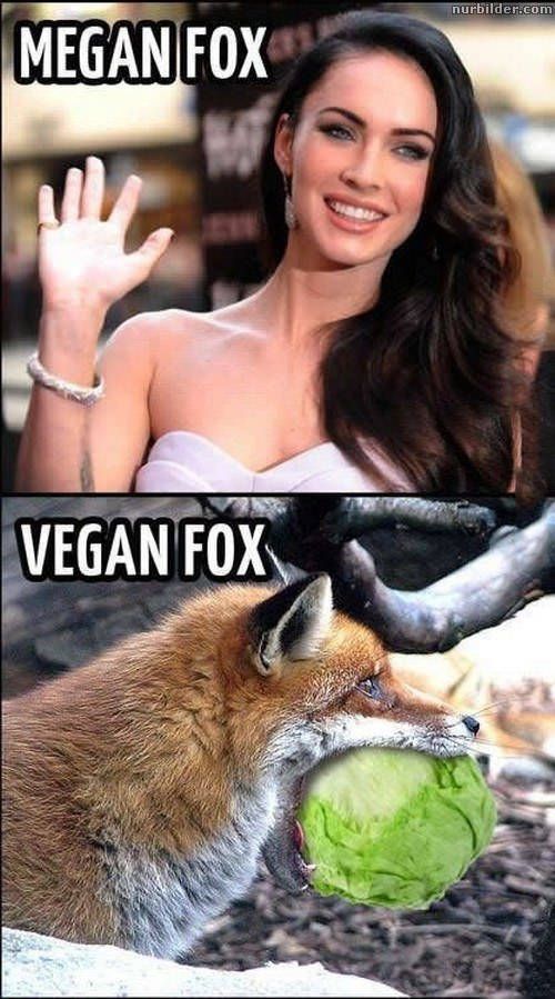 Das Bild zeigt einen Vergleich zwischen Megan Fox und einem Fuchs, der einen Salatkopf trägt. Im oberen Teil steht "Megan Fox" und darunter ist ein Bild von ihr. Im unteren Teil steht "Vegan Fox" und darunter ist ein Fuchs mit einem Salatkopf im Maul.