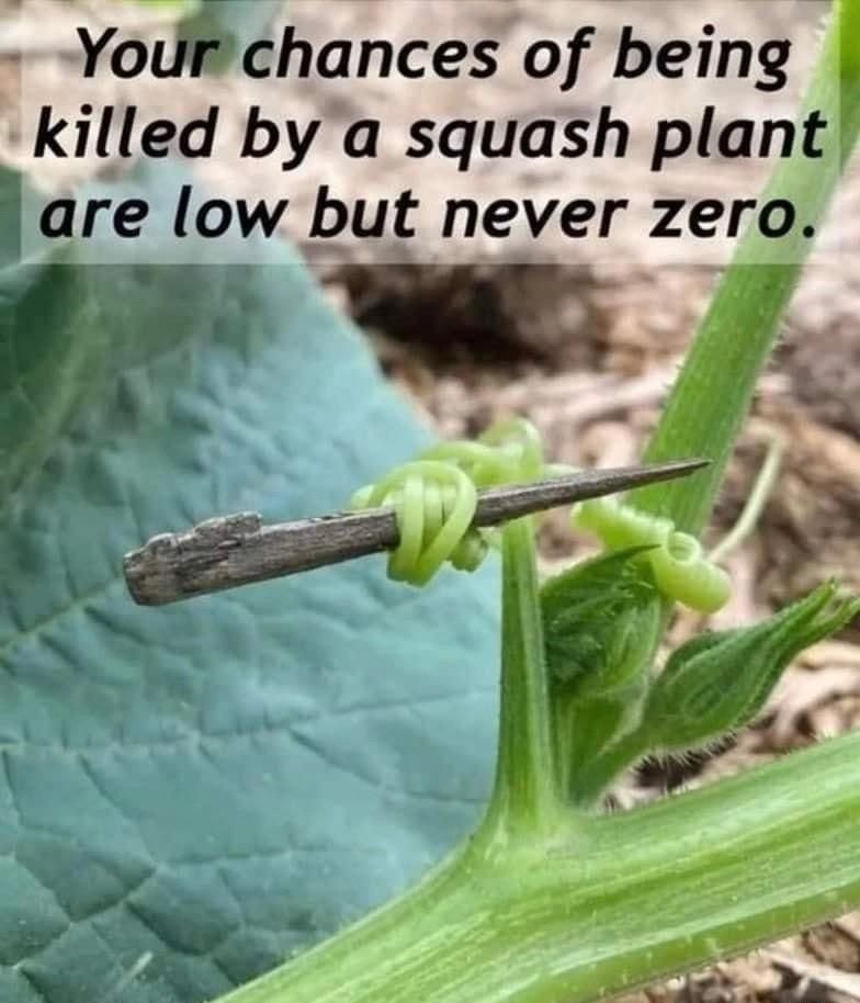 A close-up of a squash plant stem with a small, sharp stick piercing through one of the green tendrils. The text on the image reads: "Your chances of being killed by a squash plant are low but never zero."