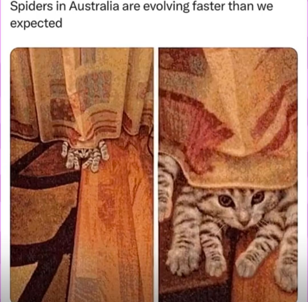 Das Bild zeigt eine Katze, die sich als Spinne verkleidet. Es gibt zwei Bildausschnitte, die eine Katze hinter einem Vorhang zeigen, mit Text darüber: "Spinnen in Australien entwickeln sich schneller als erwartet."